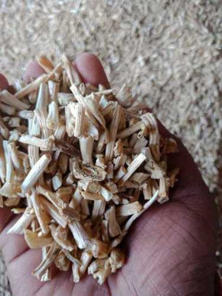 White Shatavari Roots