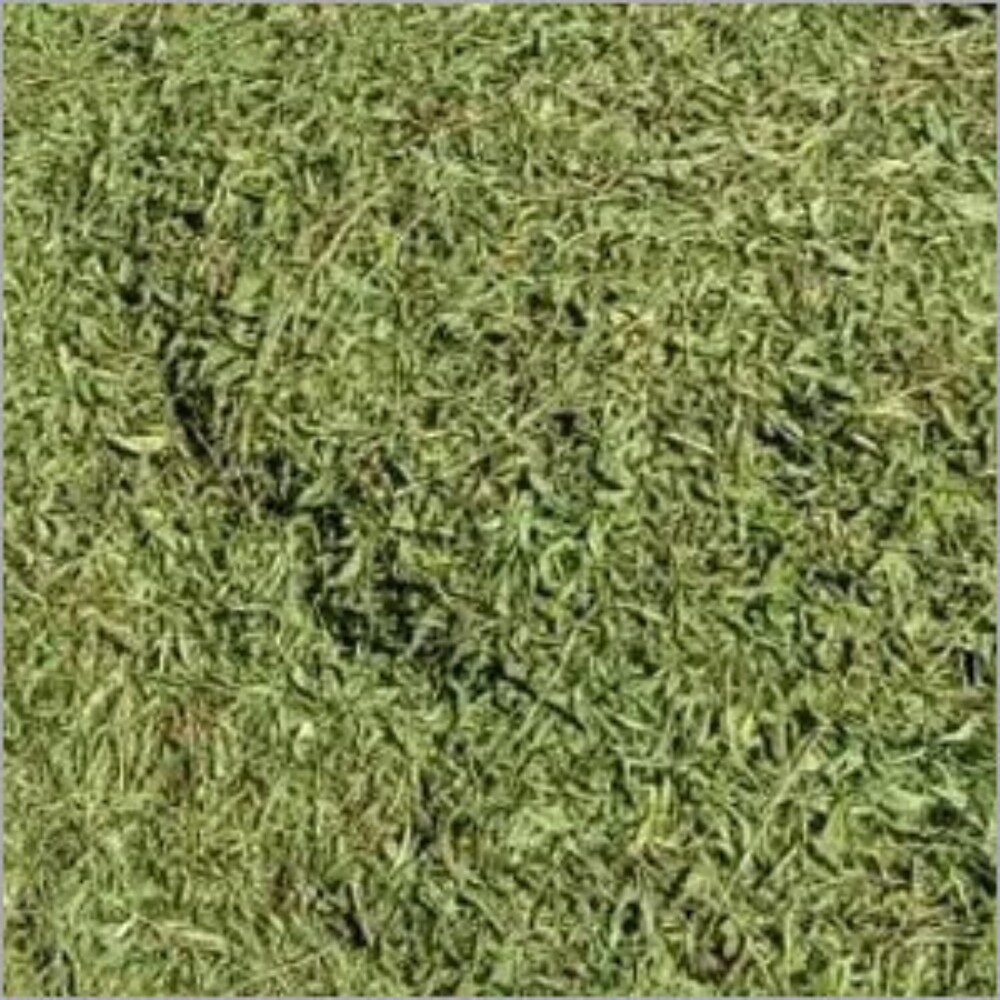 Stevia Leaf