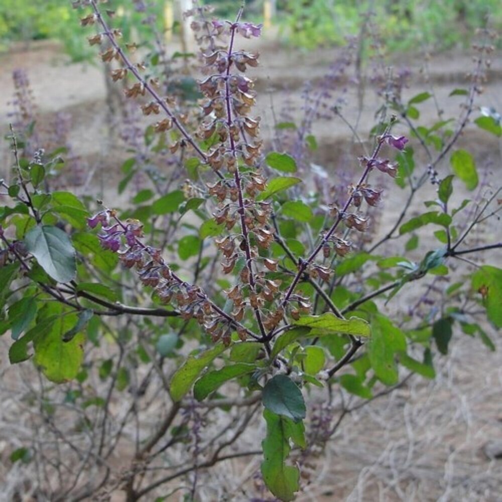 Tulsi Plant