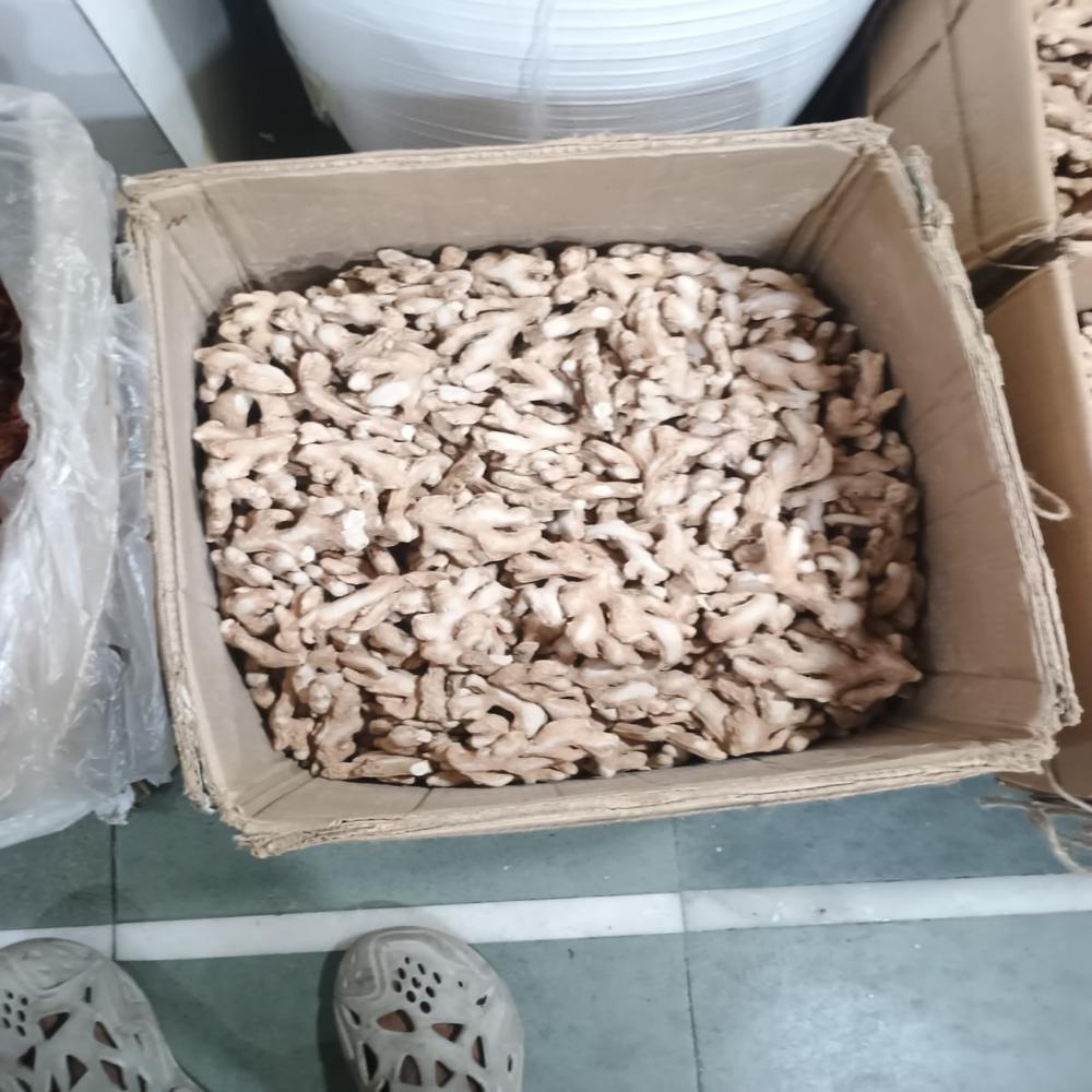 Export-Quality Premium Whole Dry Ginger (Sonth / Sukhi Adrak) - Bulk Carton Pack
