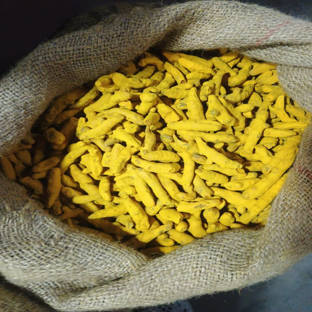 Premium Export-Quality Salem Turmeric Fingers (Whole Haldi Gatta) - Bulk Jute Pack