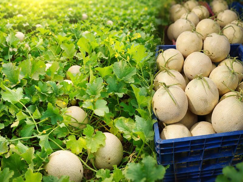 Fresh Muskmelon