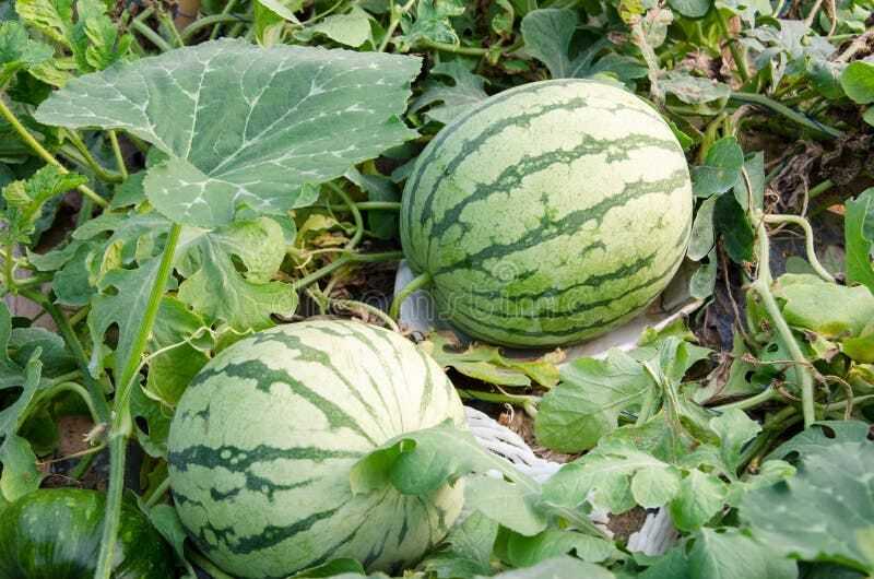Fresh Watermelon
