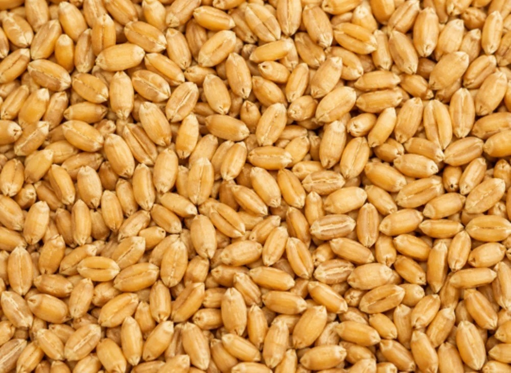 Wheat Grains