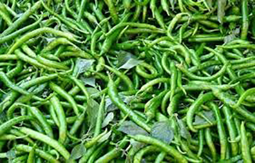 Fresh Green Chilli
