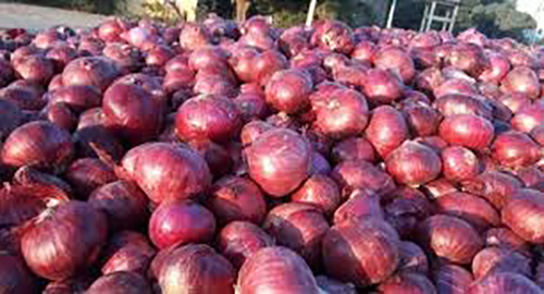 Fresh Red Onions