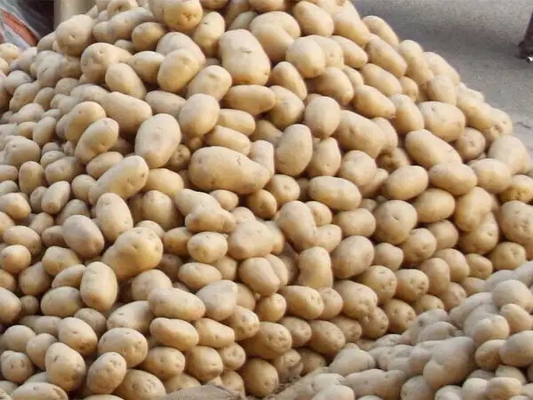 Fresh Potato