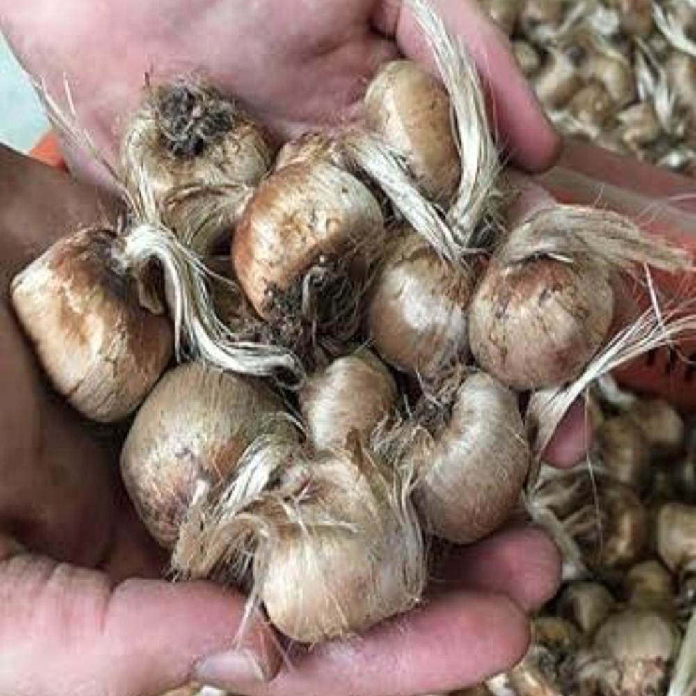saffron seed