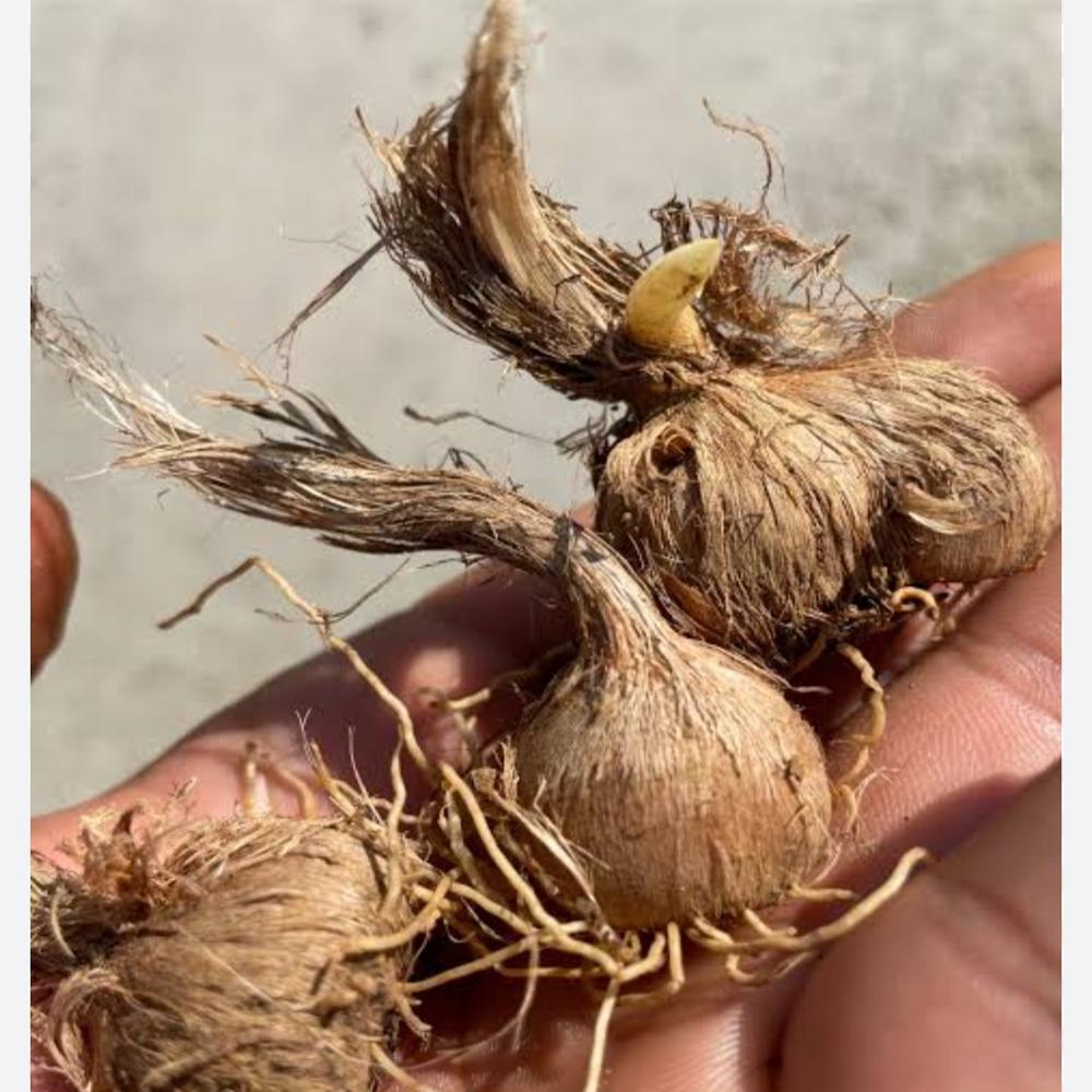saffron seed