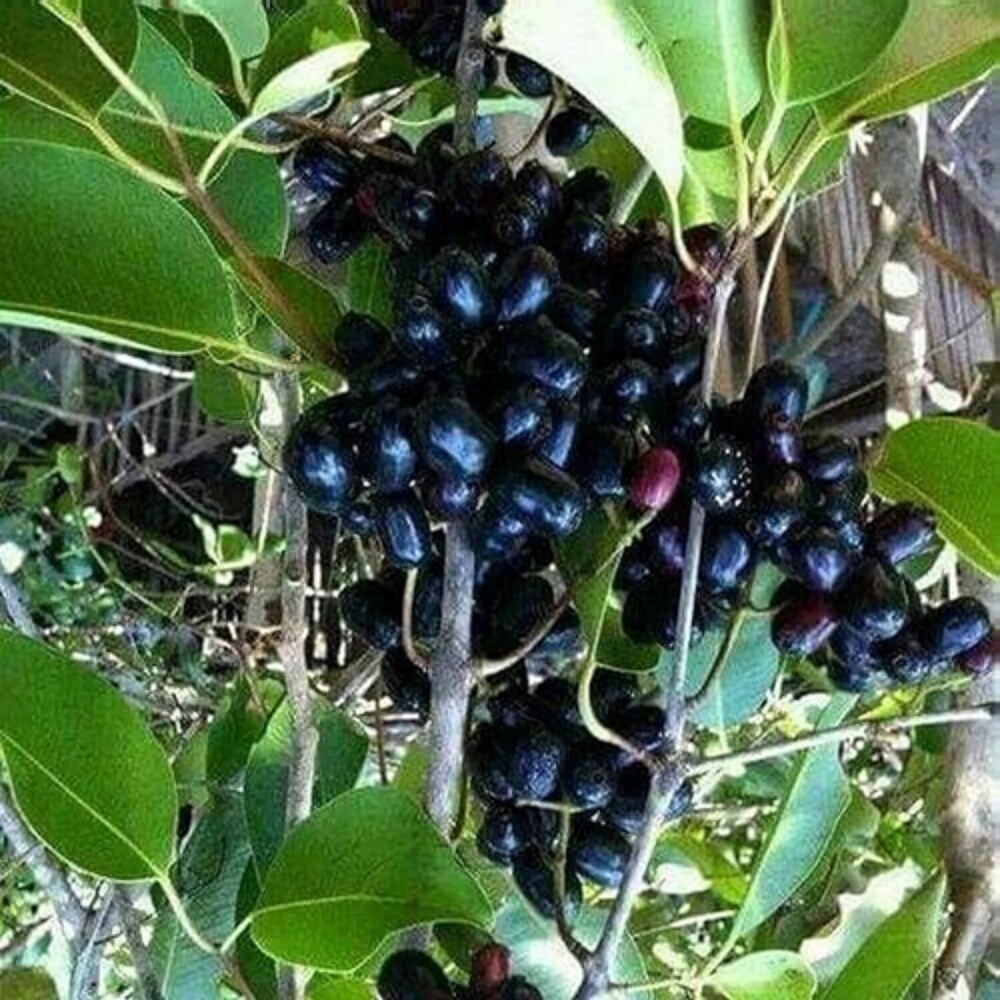 Jamun Plant - Breed: Different Available
