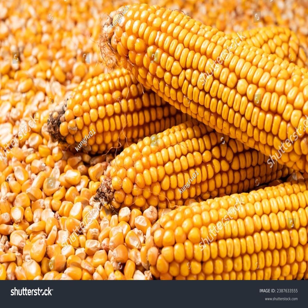 Yellow Maize - Admixture (%): 1% Max