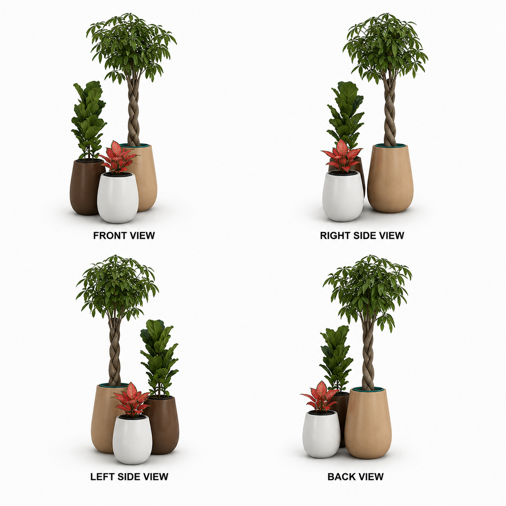 Office Indoor And Outdoor Plants On Rent