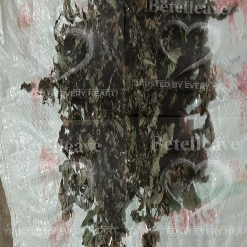 Dry / dried betel leaf