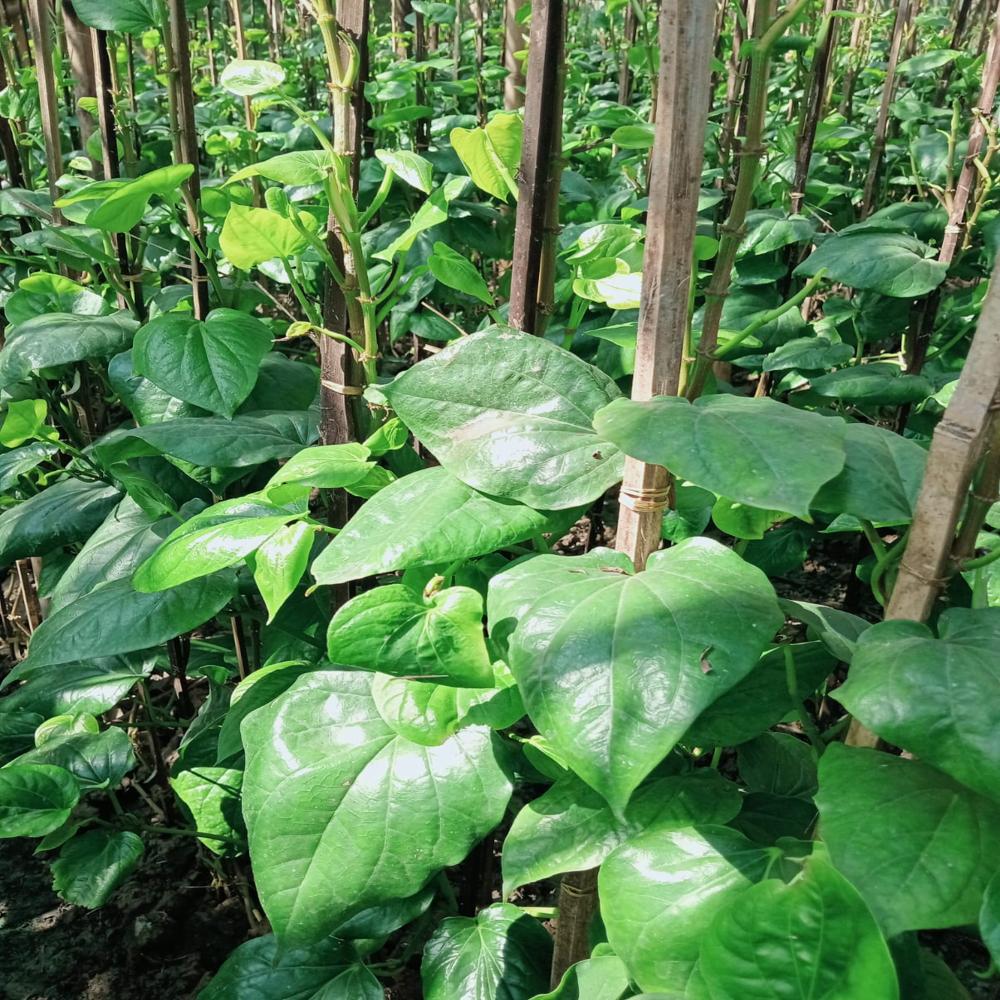 Betel leaf plant