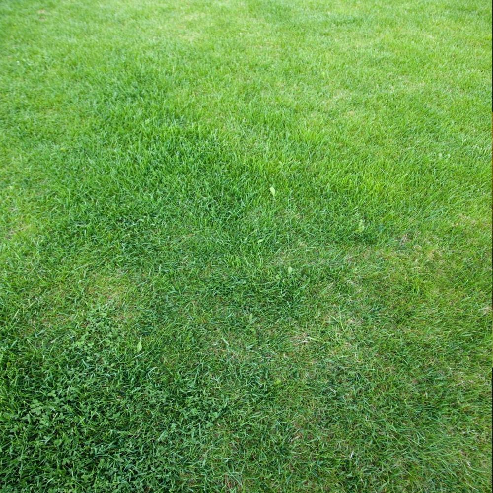 lawn grass