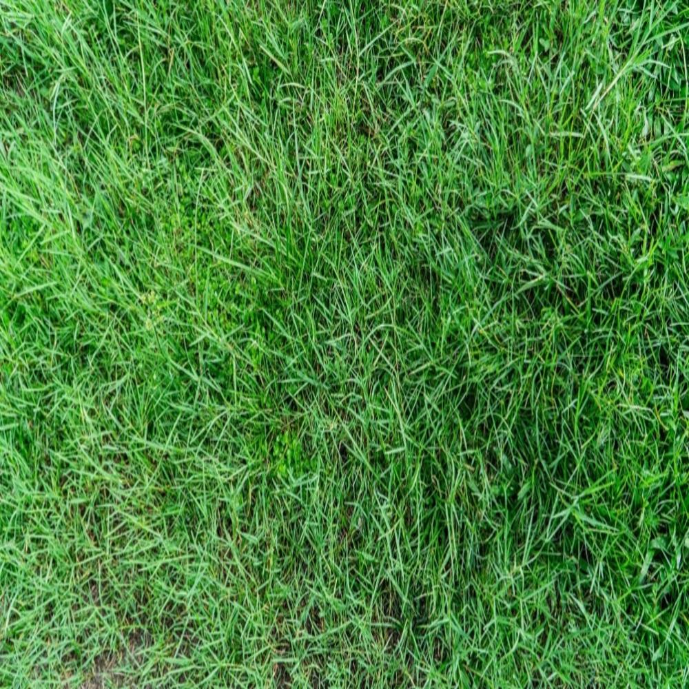 lawn grass