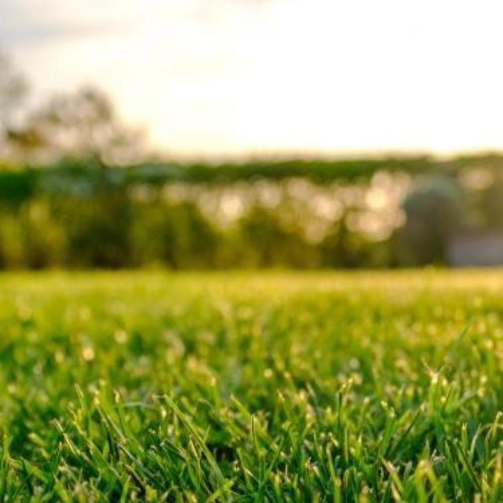 lawn grass