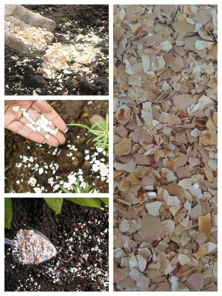 Egg Shell Powder