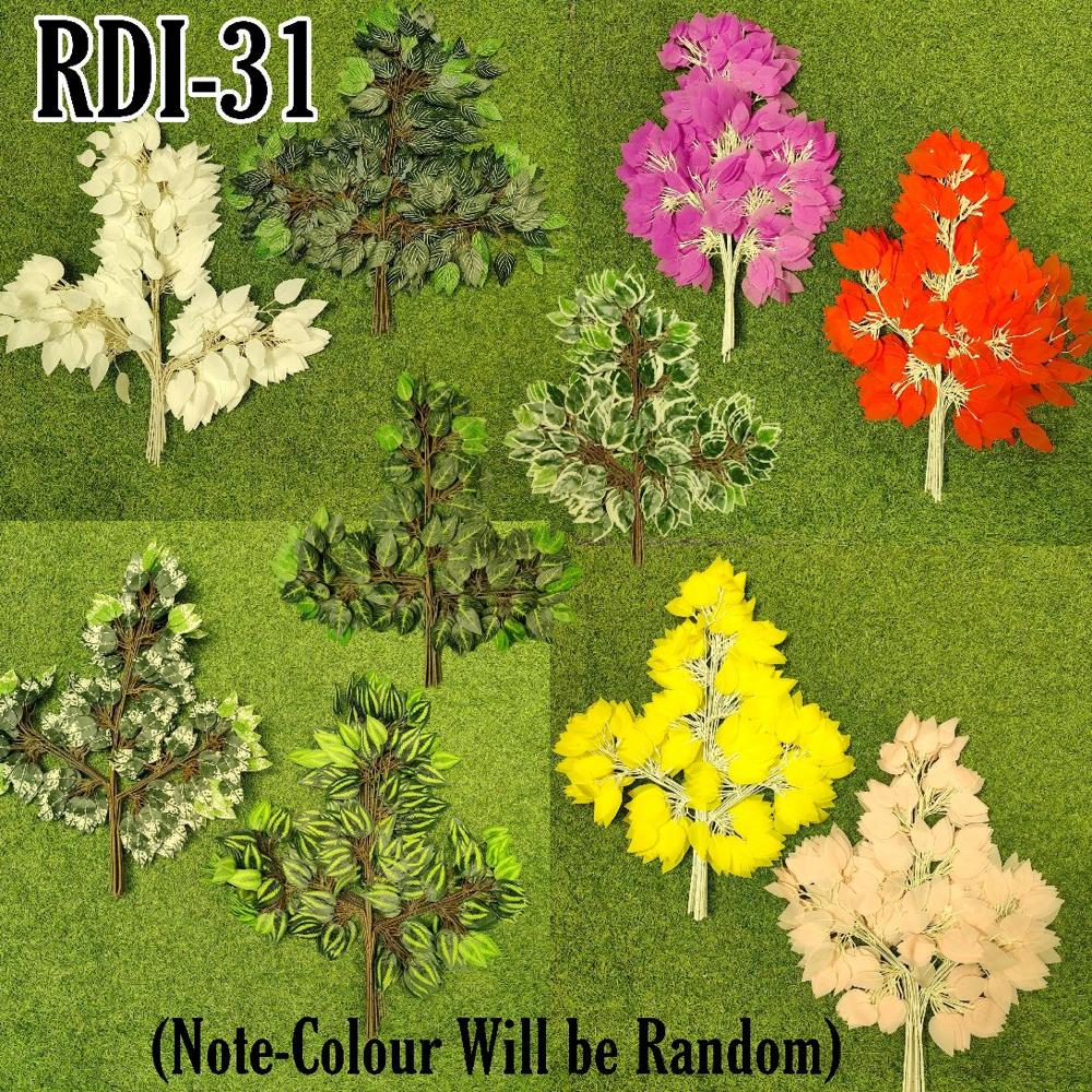 FICUS ( PACK OF 12 )