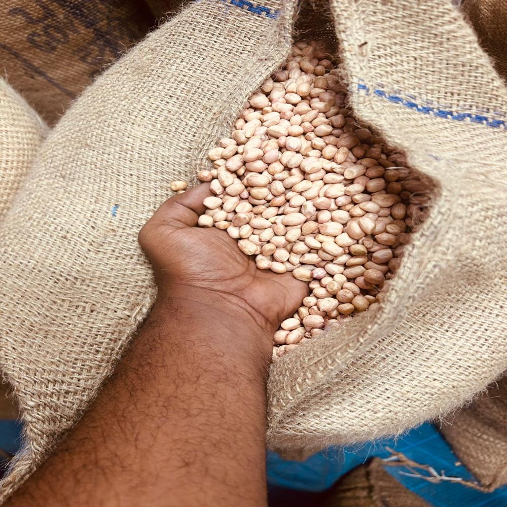 Peanut Seeds - Admixture (%): 1%