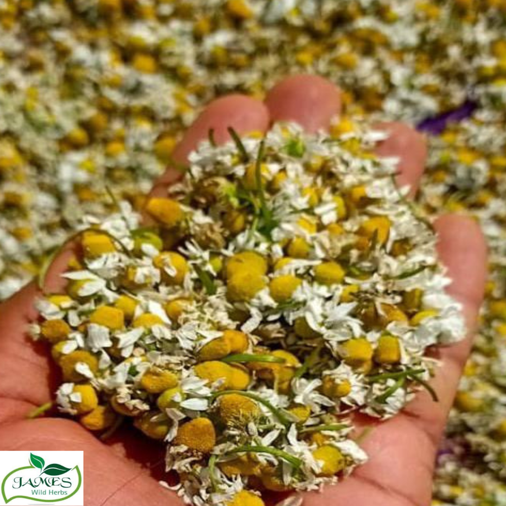 Dried Chamomile Flower - Color: Green