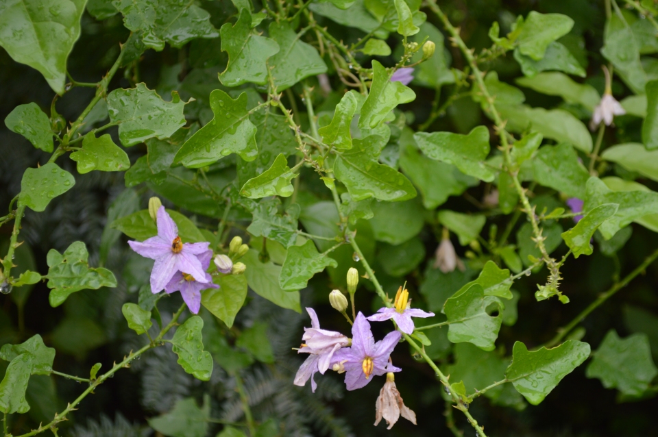 Solanum trilobatum