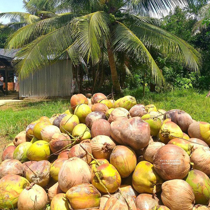 Green Coconut