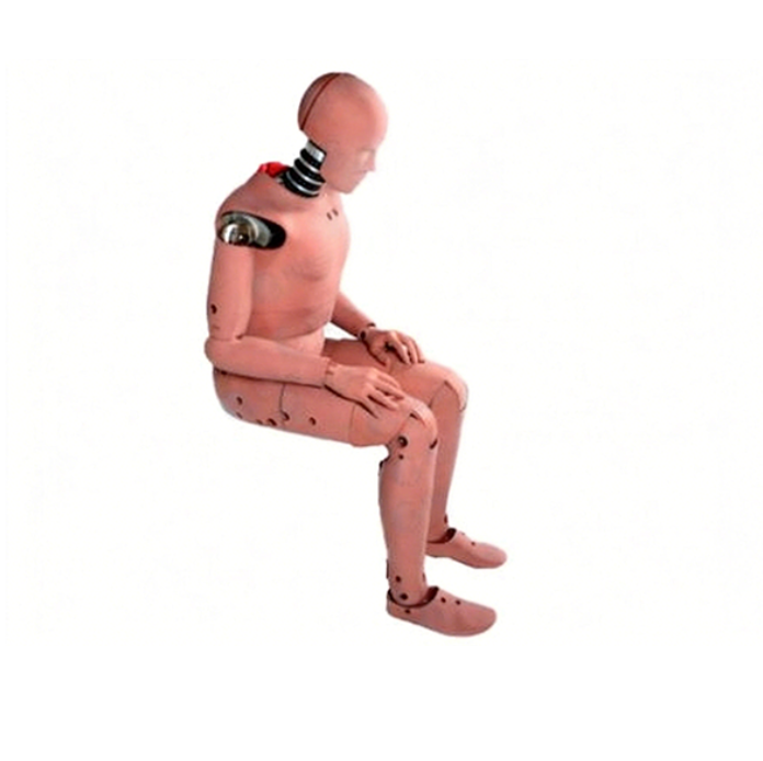 Crash Test Dummy (Chinese Anthropometric Data)