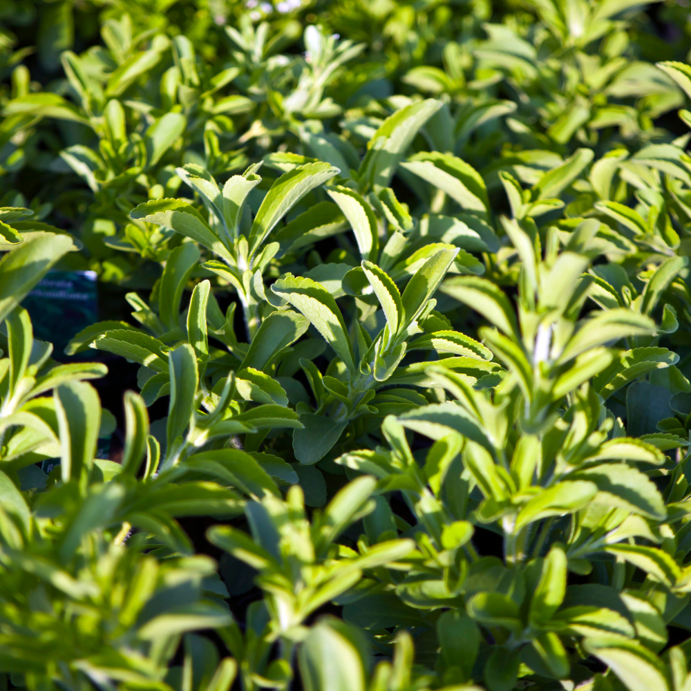 Stevia Leaves - Additives: No
