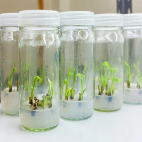 Agar Agar Plant Tissue Culture Grade
