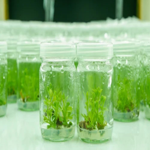 Agar Agar Plant Tissue Culture Grade