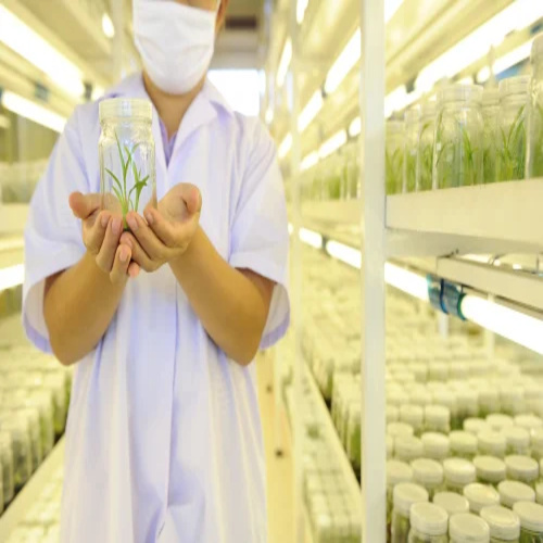 Agar Agar Plant Tissue Culture Grade