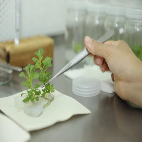 Agar Agar Plant Tissue Culture Grade