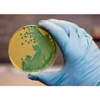 Agar Agar Bacteriological Standard Grade