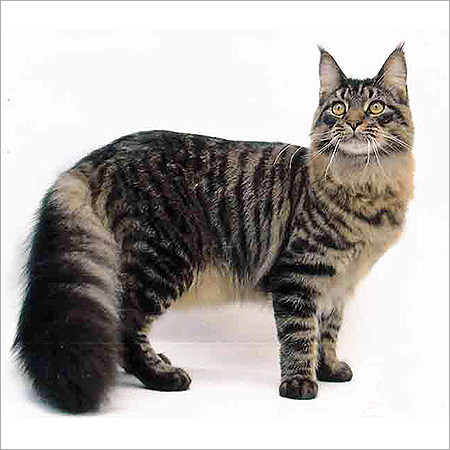 Maine Coon Cat