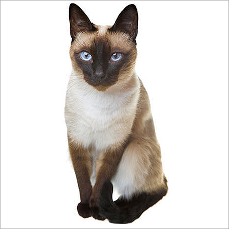 Pet Cats