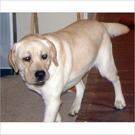 लेब्राडोर रिट्रीवर