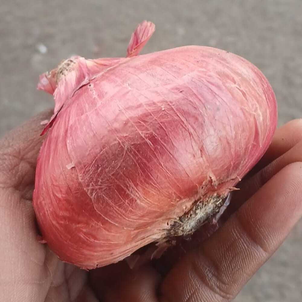 Fresh Red Onion