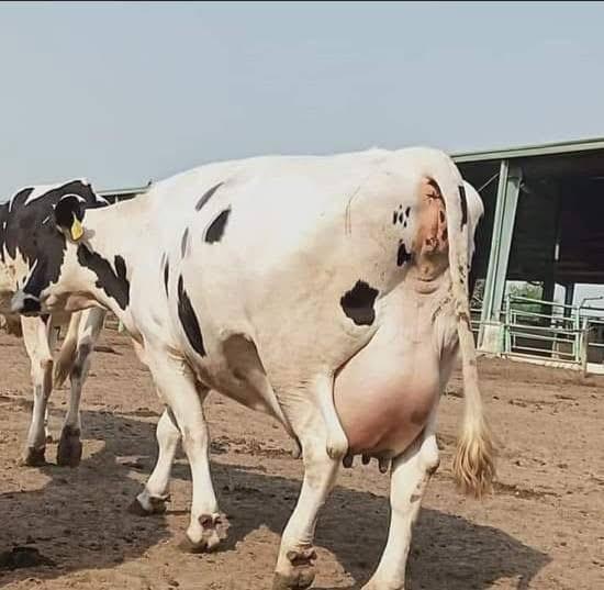 HF Cow