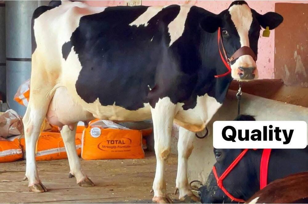 HF Cow