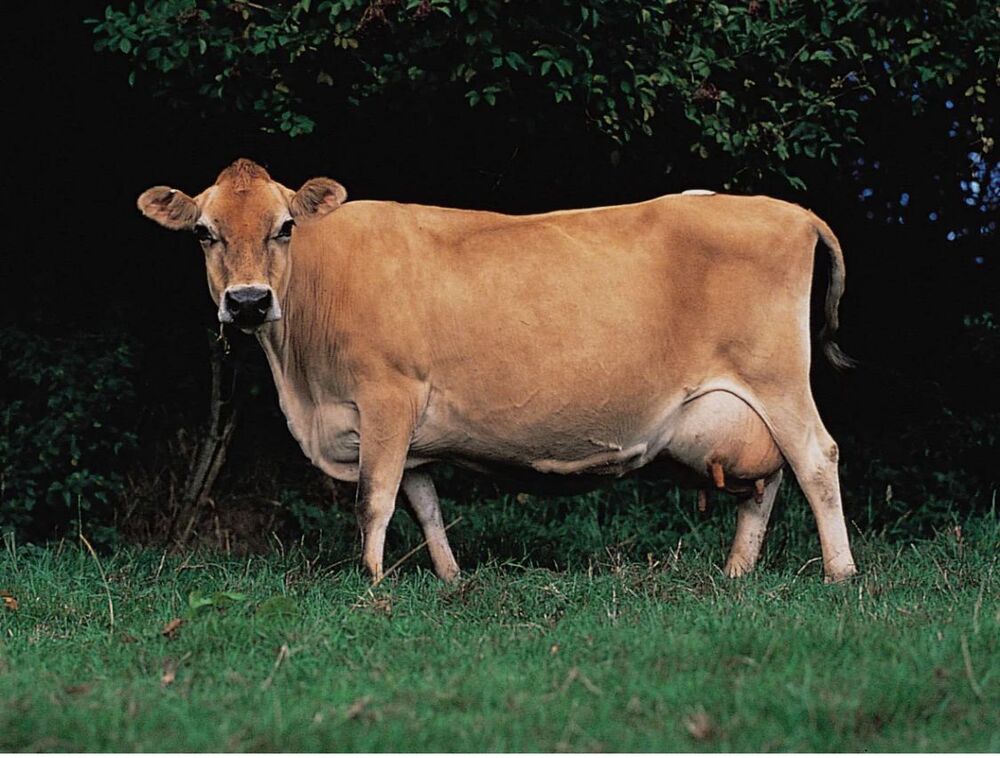 Jersey Cow