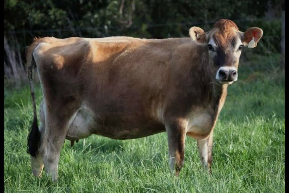 Jersey Cow