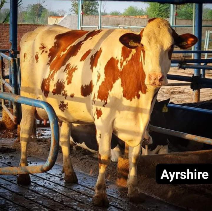 Ayrshire Cow