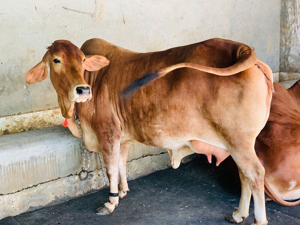 Sahiwal Cow