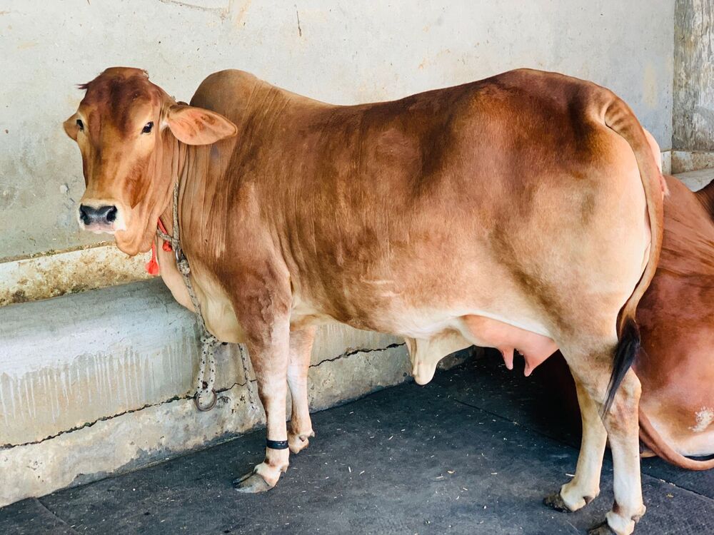 Sahiwal Cow