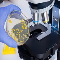 Agar Agar Technical Grade