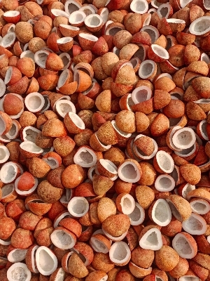 coconut copra