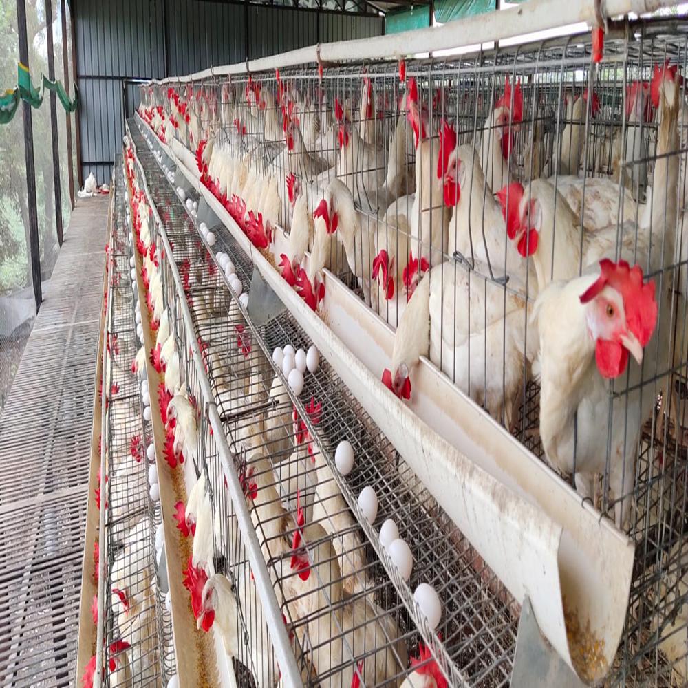 Portable Poultry Layer Cages