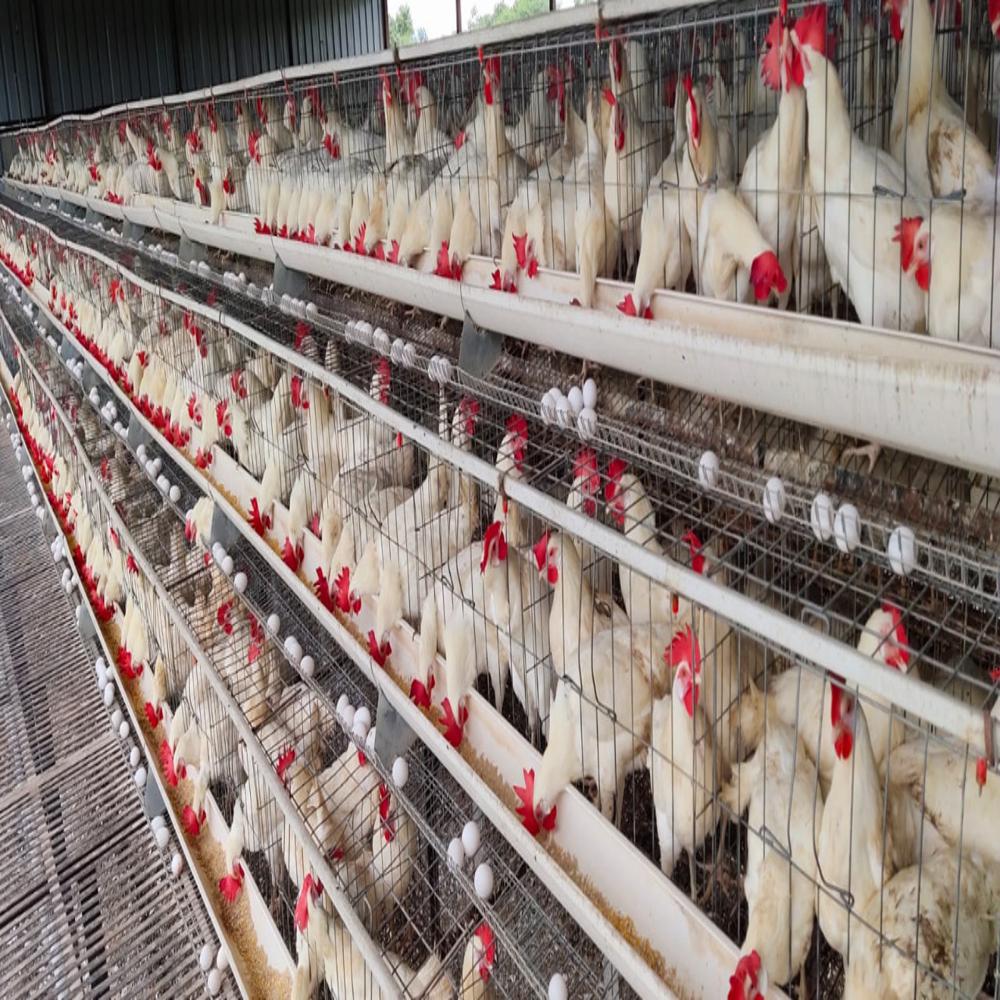 Portable Poultry Layer Cages