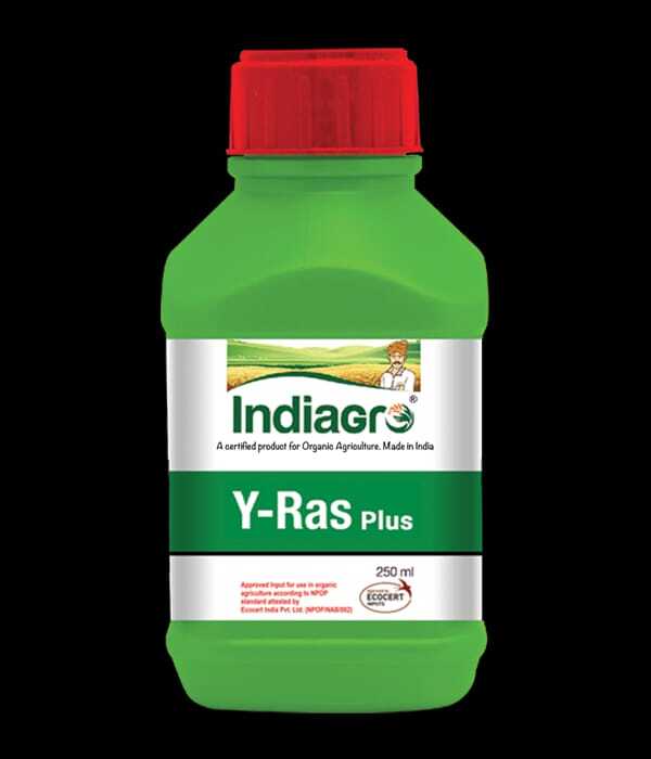 250ml IndiaGro Y-Ras Plus
